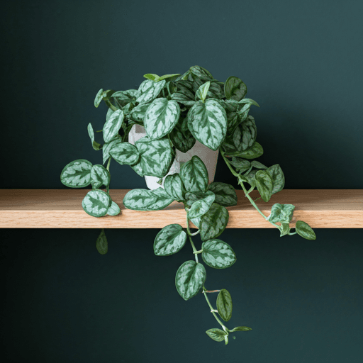Trailing pothos in soft window light